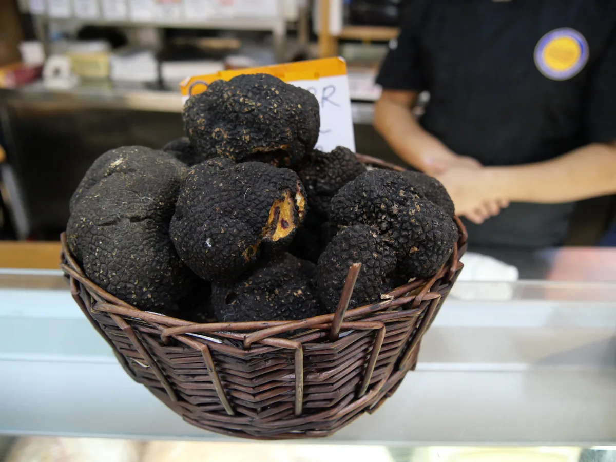 Cesto di tartufi neri appena raccolti