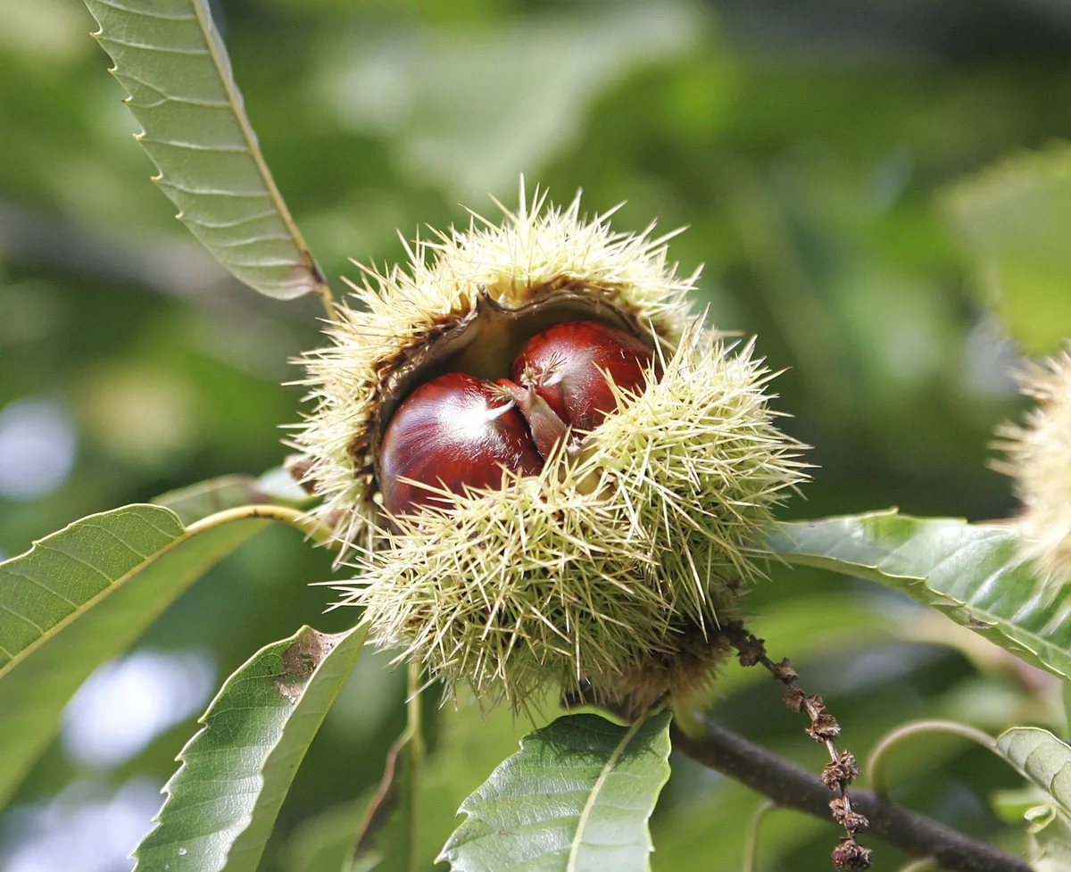 Castagne raccolte, simbolo dell'autunno irpino
